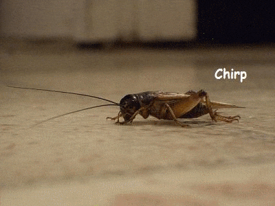 Crickets chirping in awkward silence